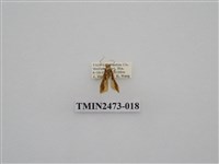 藏品(褐白豔苔蛾)的圖片